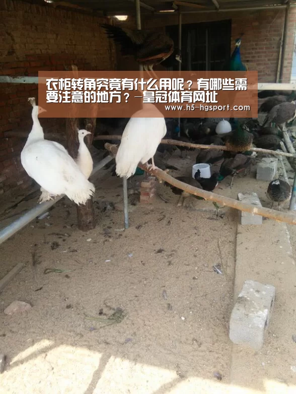 皇冠体育app